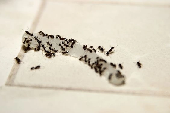 Small Tiny Ants in House