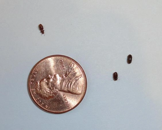 Small Tiny Black Bugs in House