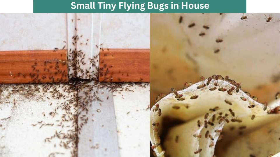 Small Tiny Flying Bugs in House
